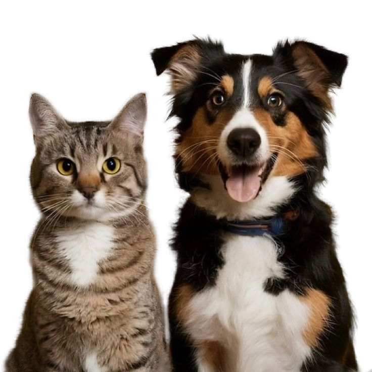 dog and cat
